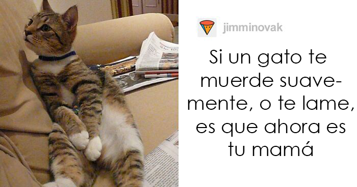 Estos dueños de gatos explican cómo el lenguaje corporal felino es malinterpretado al compararlo con el de los perros