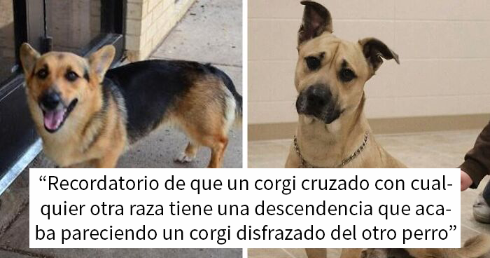Parece que si cruzas un perro Corgi con otra raza, el resultado parece un Corgi disfrazado del otro perro (23 fotos)
