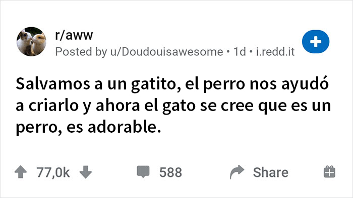 “Salvamos a un gatito, el perro nos ayudó a criarlo y ahora el gato cree que es un perro, es adorable”