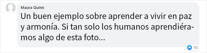 “Salvamos a un gatito, el perro nos ayudó a criarlo y ahora el gato cree que es un perro, es adorable”
