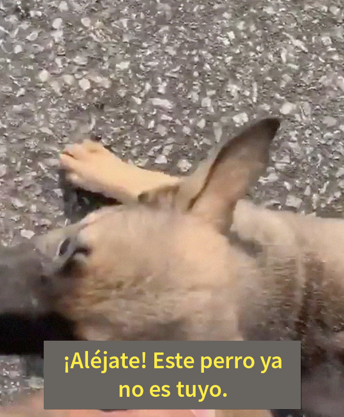 Esta mujer le arrojó un cachorro a un hombre, él se negó a devolvérselo y muestra lo feliz que es el perro ahora