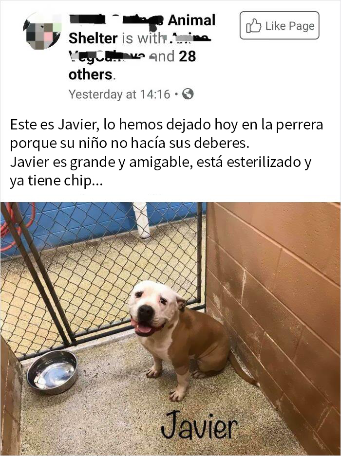 Su Hijo No Hizo Los Deberes, Así Que Abandonaron A Su Perro