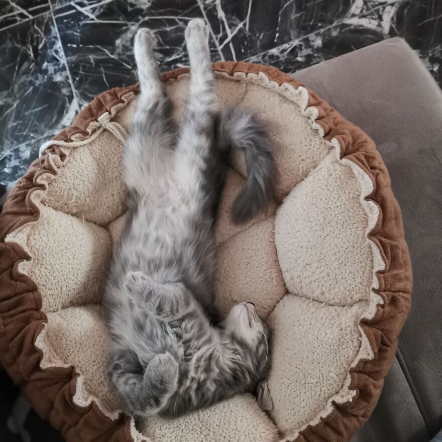 Pitou-Pitou,
mi Vida En Un Pequeño Instante