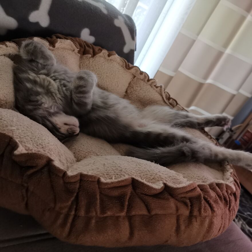 Pitou-Pitou,
mi Vida En Un Pequeño Instante