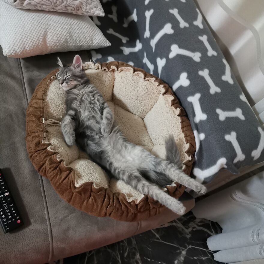 Pitou-Pitou,
mi Vida En Un Pequeño Instante