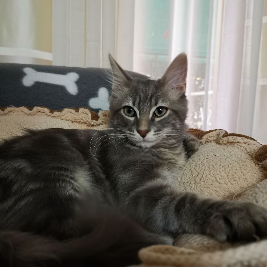 Pitou-Pitou,
mi Vida En Un Pequeño Instante