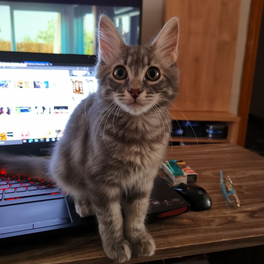 Pitou-Pitou,
mi Vida En Un Pequeño Instante