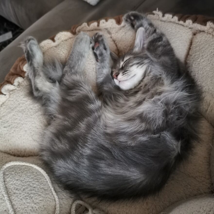 Pitou-Pitou,
mi Vida En Un Pequeño Instante