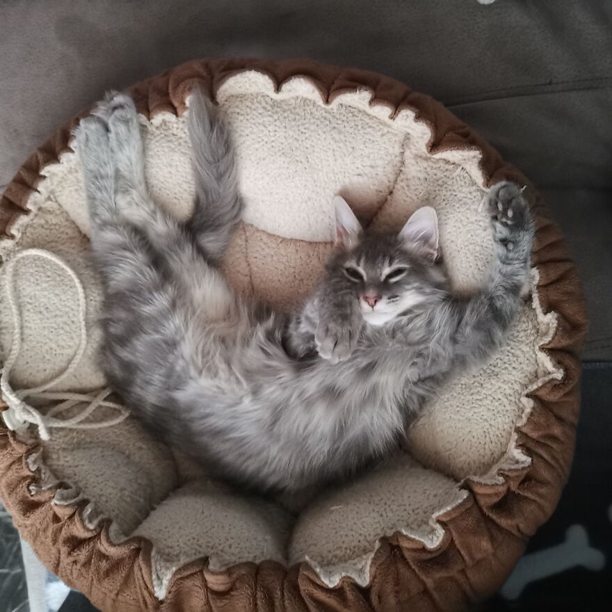 Pitou-Pitou,
mi Vida En Un Pequeño Instante