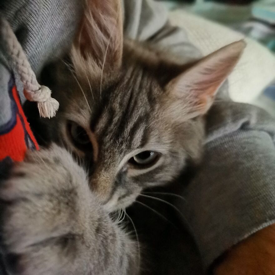 Pitou-Pitou,
mi Vida En Un Pequeño Instante