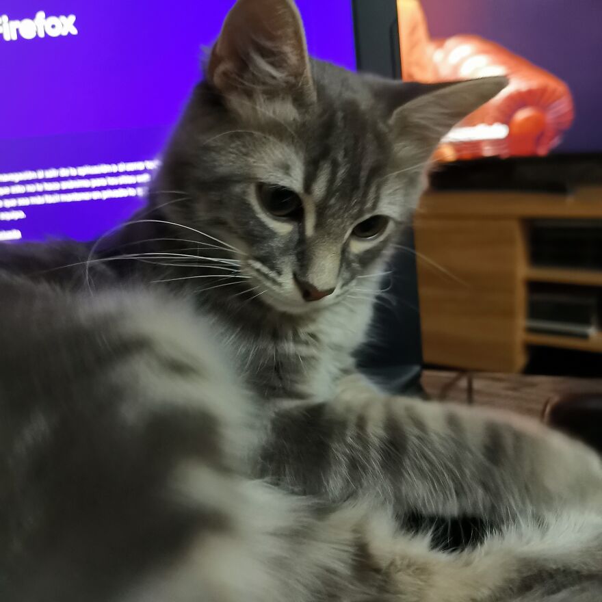 Pitou-Pitou,
mi Vida En Un Pequeño Instante