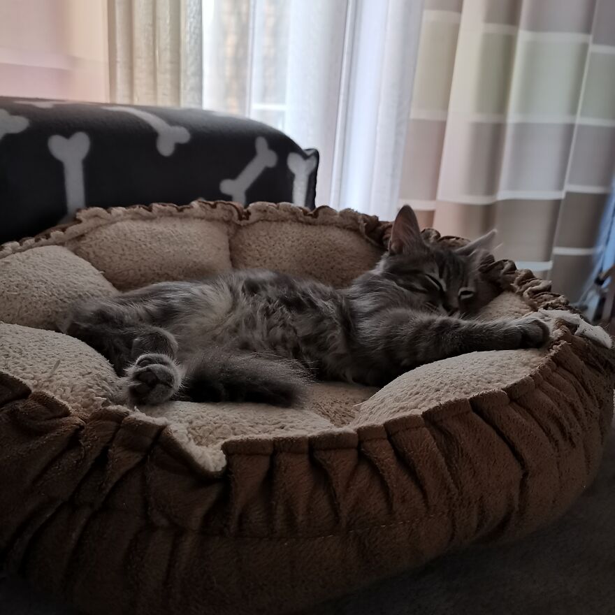 Pitou-Pitou,
mi Vida En Un Pequeño Instante