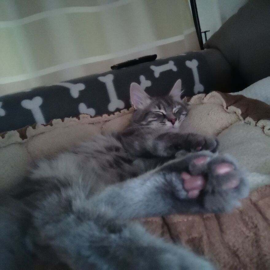 Pitou-Pitou,
mi Vida En Un Pequeño Instante