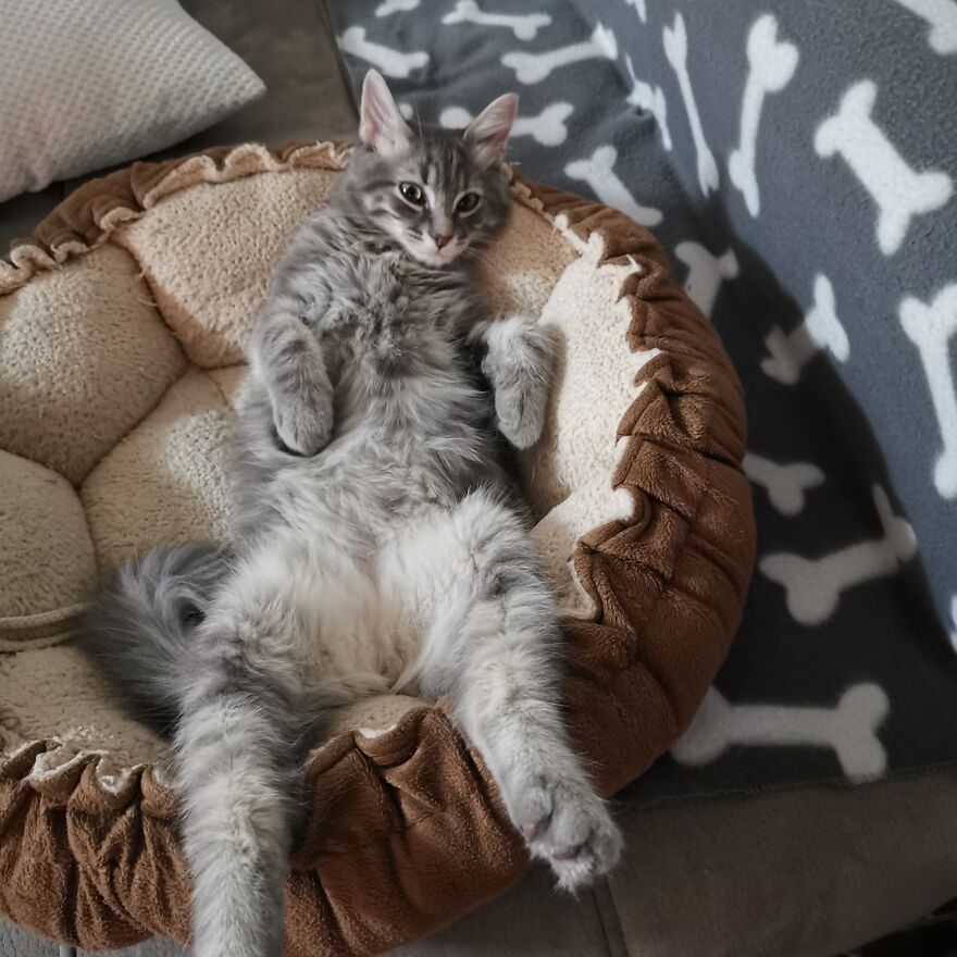 Pitou-Pitou,
mi Vida En Un Pequeño Instante