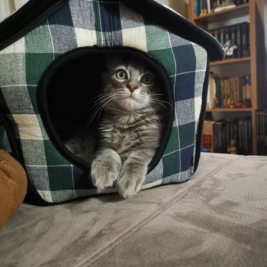 Pitou-Pitou,
mi Vida En Un Pequeño Instante