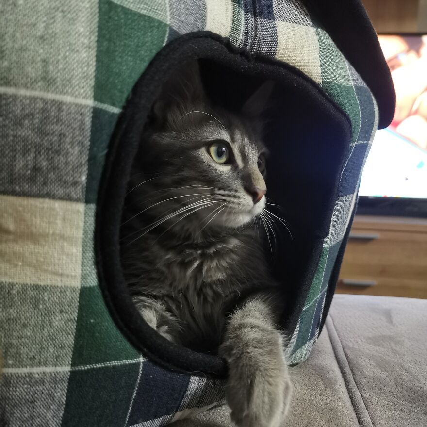 Pitou-Pitou,
mi Vida En Un Pequeño Instante