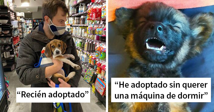 40 Fotos muy reconfortantes de mascotas rescatadas en el mes de Noviembre