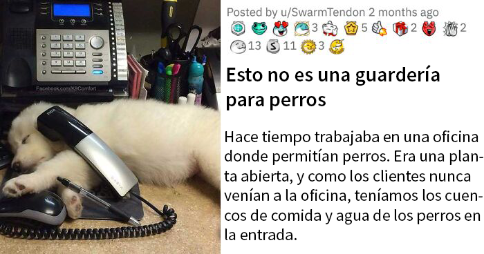 Durante meses, una mujer dejó a su perro en esta oficina pensando que era una guardería para perros