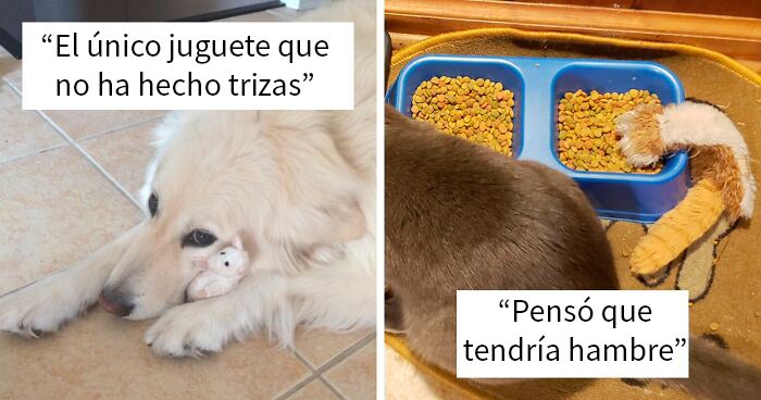 La gente comparte foto con sus mascotas que no se separan de sus juguetes favoritos, y es muy puro (40 fotos)
