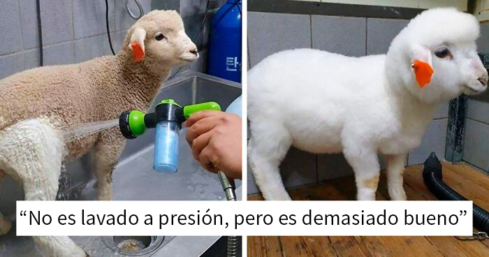 50 Objetos completamente transformados tras ser lavados a presión (Nuevas fotos)