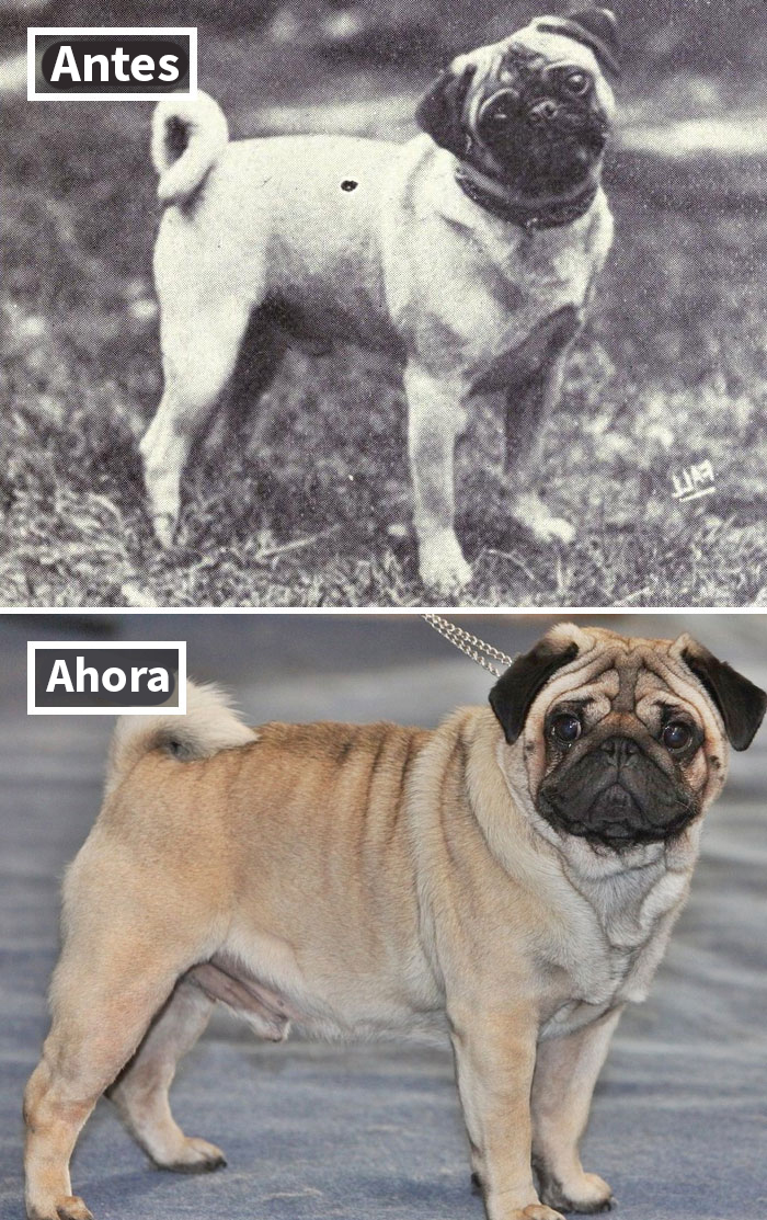 Pug