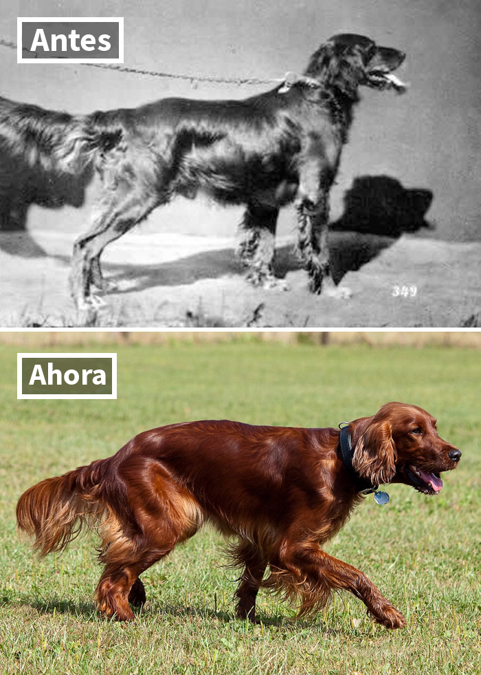 Setter Irlandés