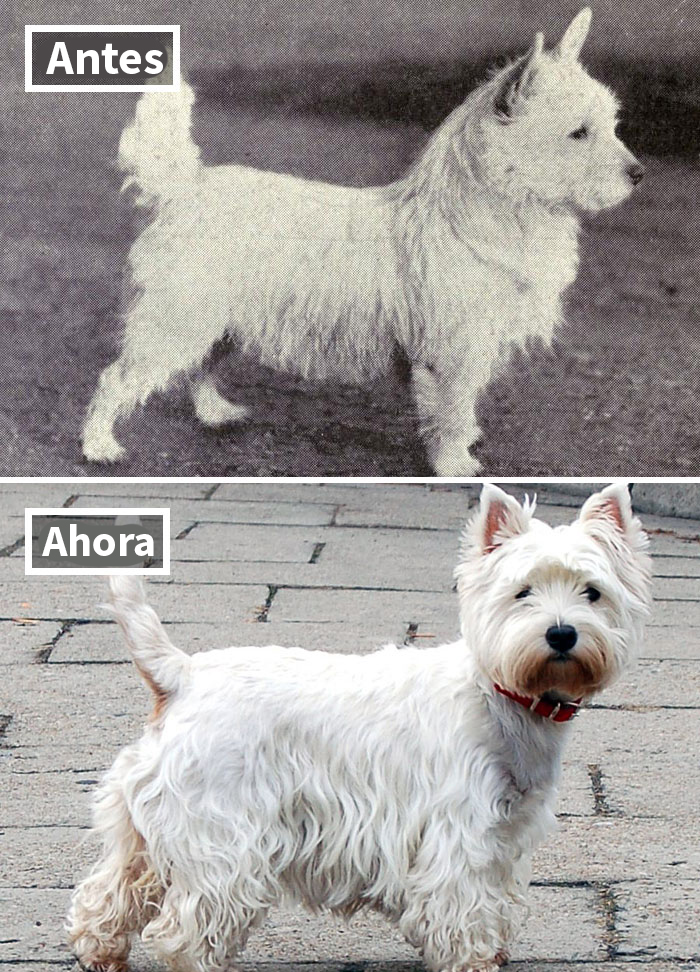 Westie