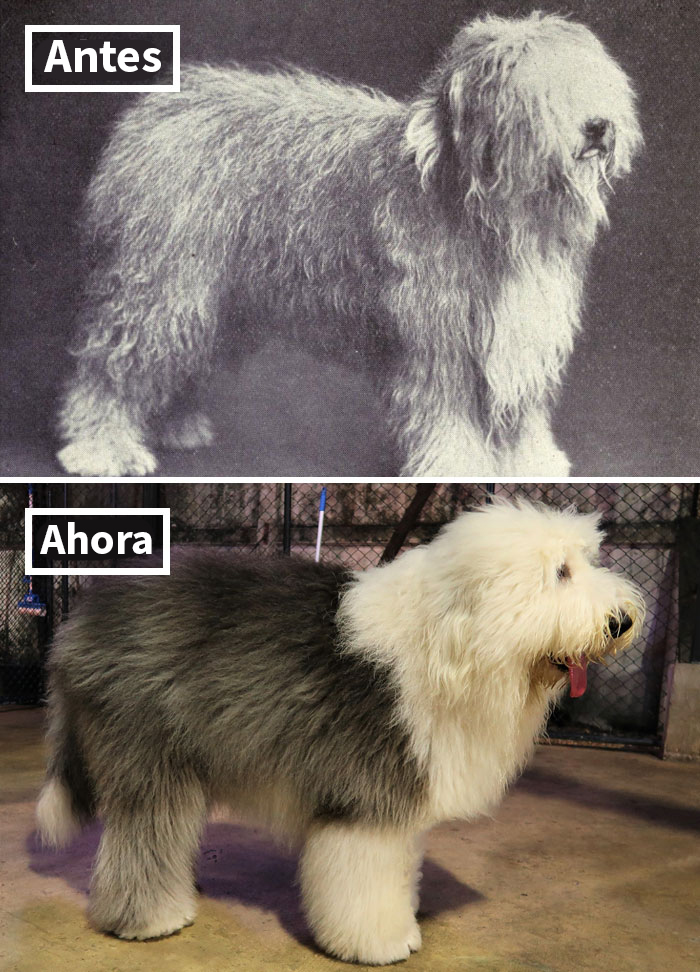 Bobtail
