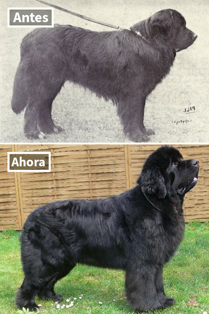 Terranova