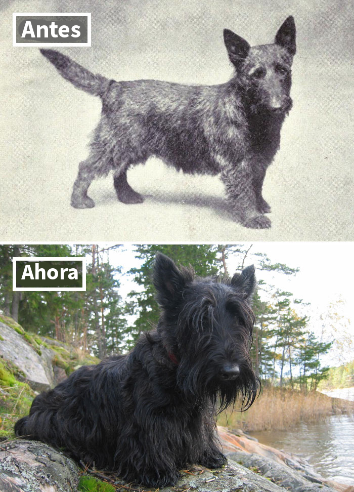 Terrier Escocés