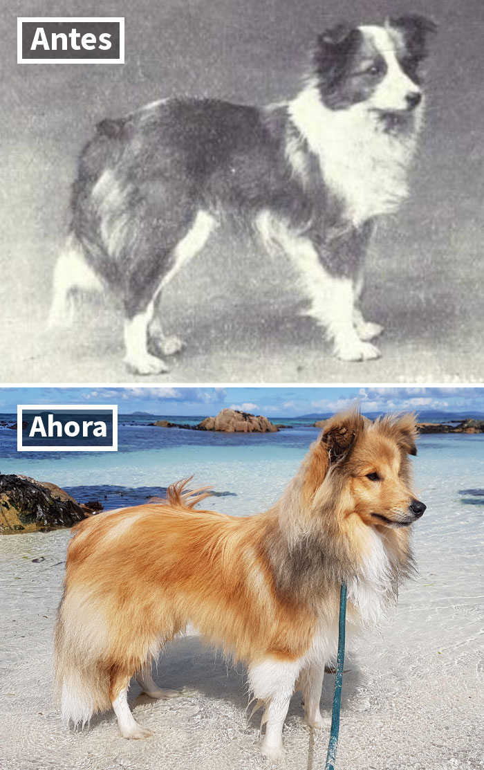 Pastor De Las Shetland
