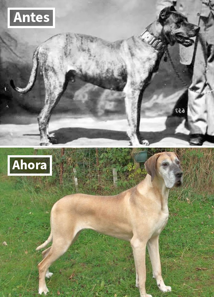 Gran Danés