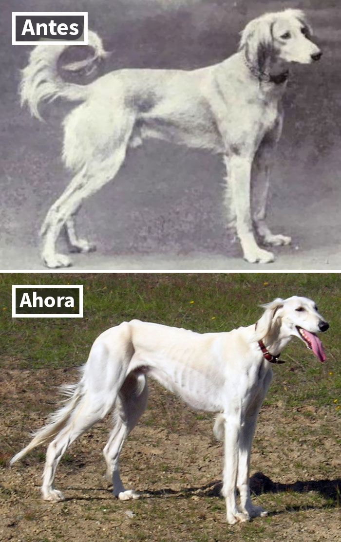 Saluki