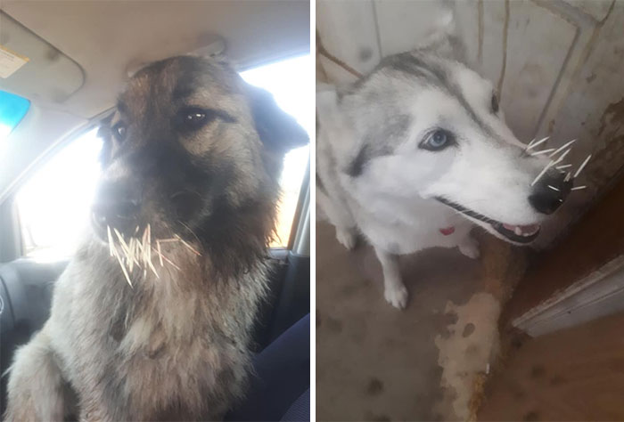 Intentaron Hacerse Amigos De Un Puercoespín. 6 Horas Y 1200$ En El Veterinario...