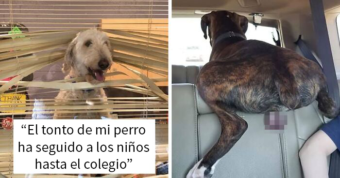 50 Divertidas mascotas que fueron avergonzadas en este grupo por portarse mal