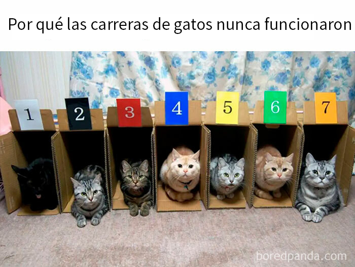 Intento De Hacer Carreras De Gatos