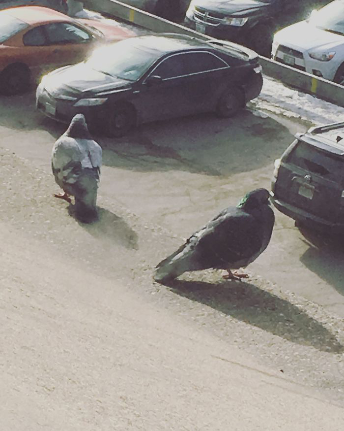 Intento De Fotografiar Aves