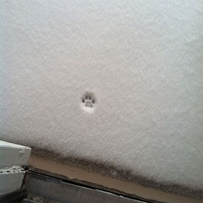 Intento De Salir A La Nieve