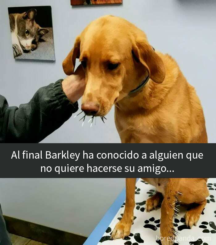 Intento De Entablar Amistad Con Un Puercoespín