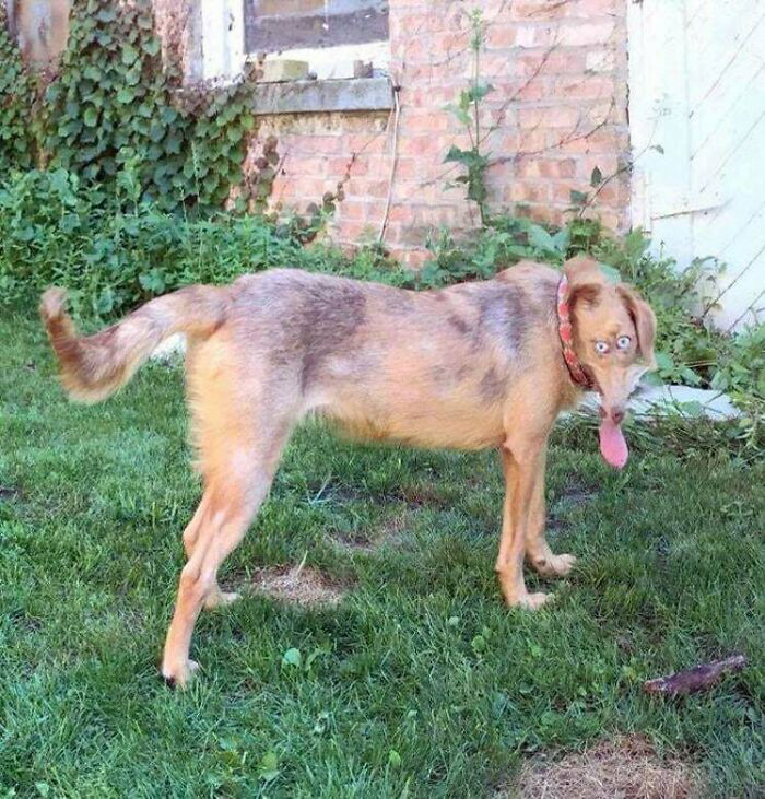 Intento De Hacer Una Foto Panorámica Con El Perro