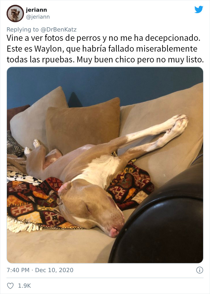 Estos investigadores intentaron identificar cómo se reconocen los perros entre ellos, pero su trabajo se volvió viral por ser adorable