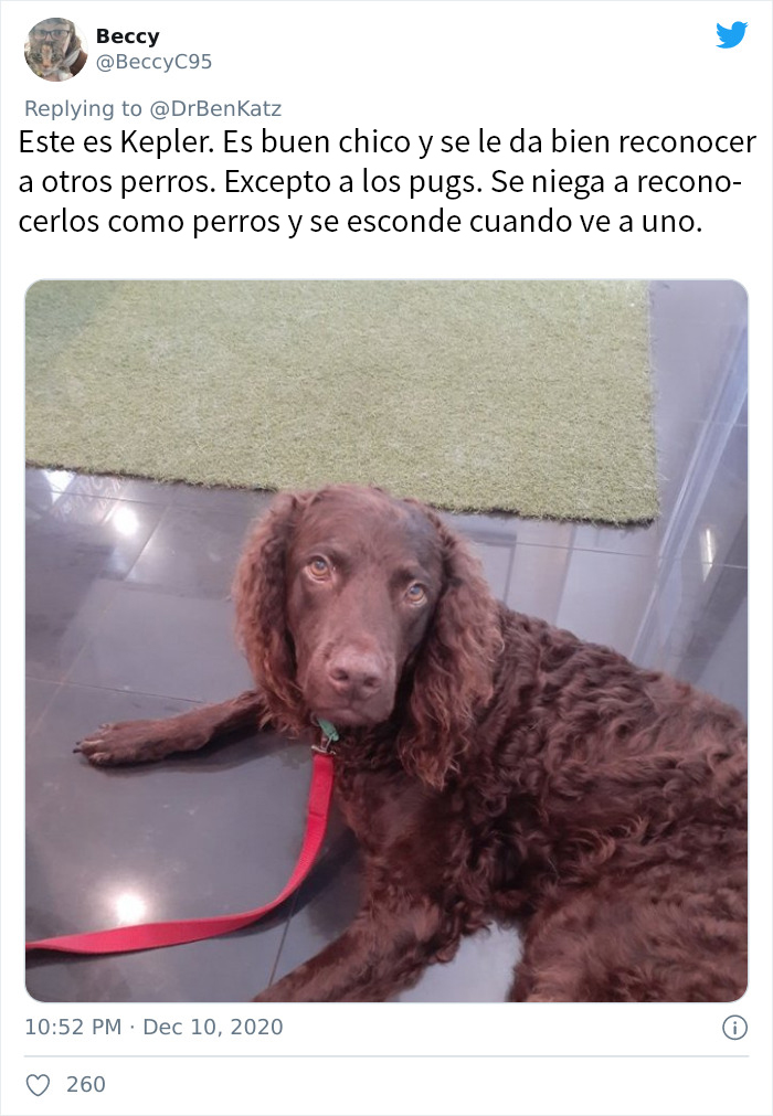 Estos investigadores intentaron identificar cómo se reconocen los perros entre ellos, pero su trabajo se volvió viral por ser adorable