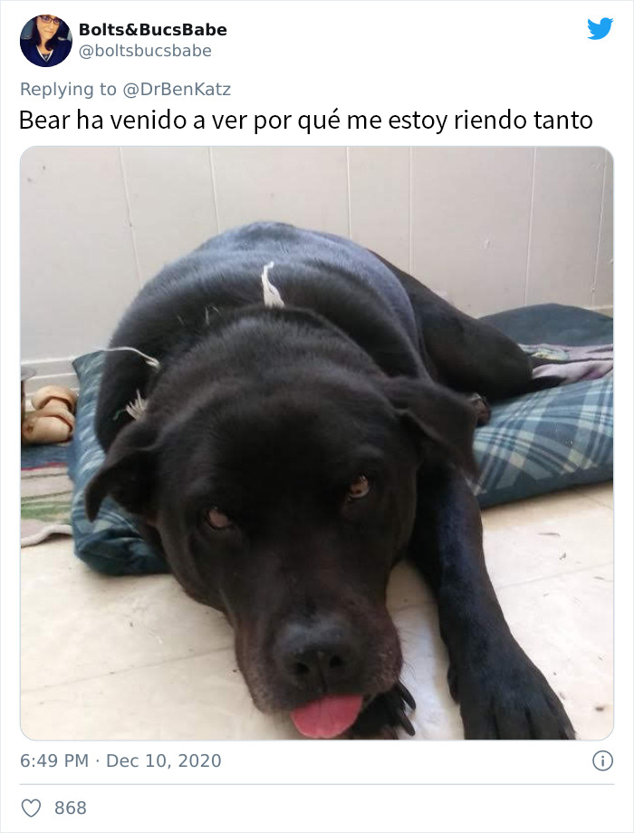 Estos investigadores intentaron identificar cómo se reconocen los perros entre ellos, pero su trabajo se volvió viral por ser adorable