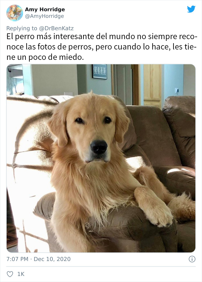 Estos investigadores intentaron identificar cómo se reconocen los perros entre ellos, pero su trabajo se volvió viral por ser adorable