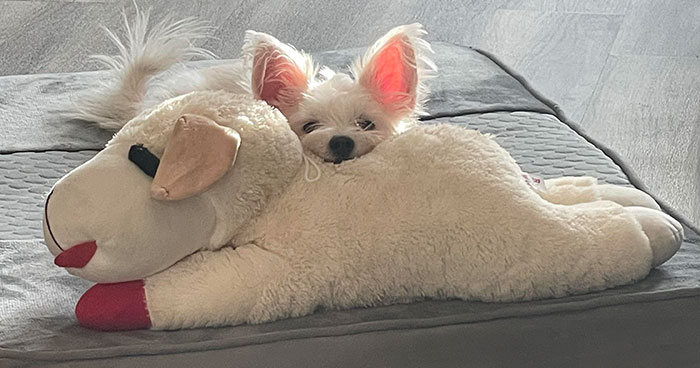 30 Imágenes Que Demuestran Que Todo Ser Viviente Necesita Un Juguete (Nuevas Fotos)