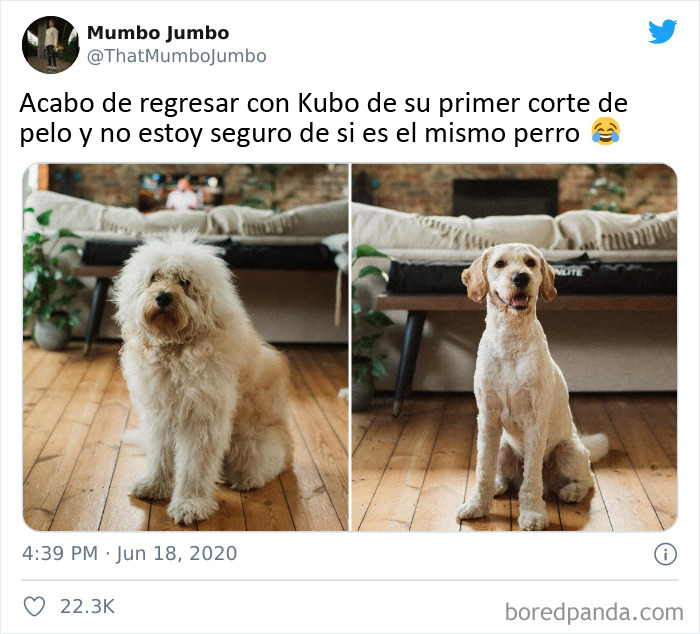 Ese es un perro diferente