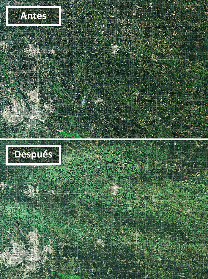 Derecho Flattens Iowa Crops