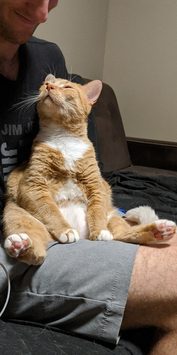 Mi Gato Adora A Mi Novio