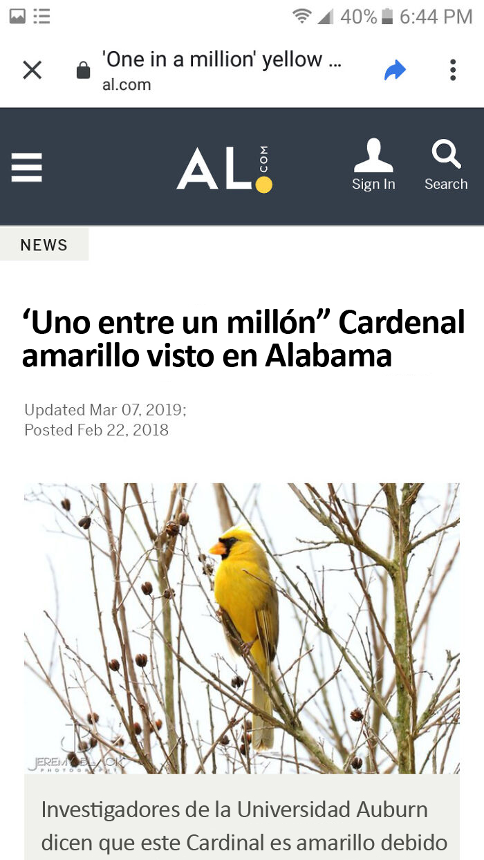 Cardenal brillante