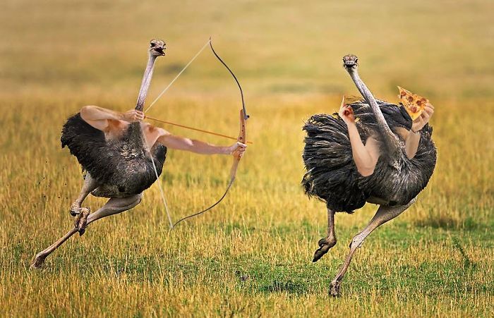 Pájaros con brazos: Internet pone brazos a los pájaros y es imposible no reír